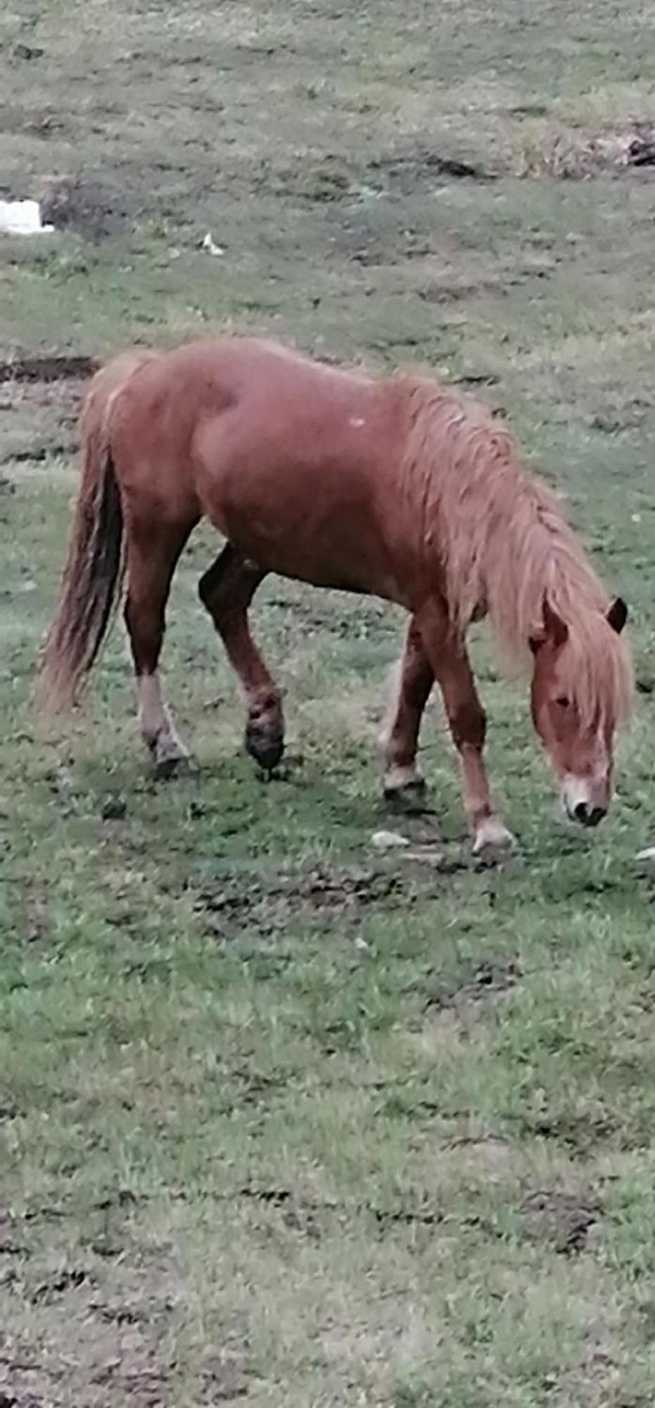 Apartman Selakovic Zlatibor Camera foto